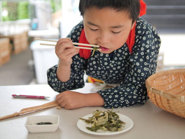 香りも味もたまらん～！親子で参加したお茶摘み体験を五感ぜんぶで味わい尽くした件