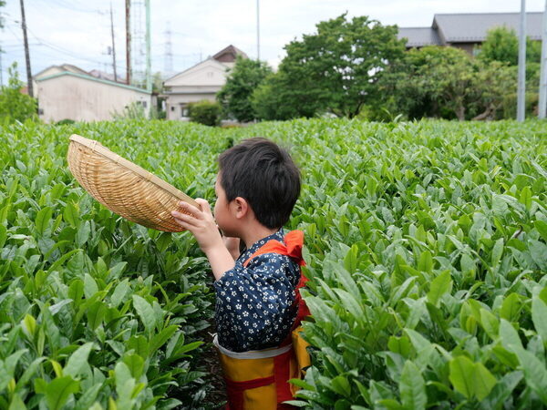 香りも味もたまらん～！親子で参加したお茶摘み体験を五感ぜんぶで味わい尽くした件