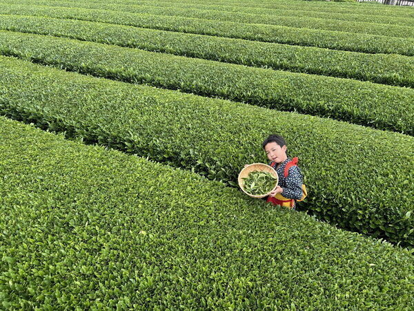 香りも味もたまらん～！親子で参加したお茶摘み体験を五感ぜんぶで味わい尽くした件