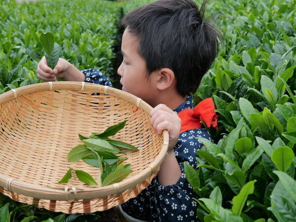 香りも味もたまらん～！親子で参加したお茶摘み体験を五感ぜんぶで味わい尽くした件
