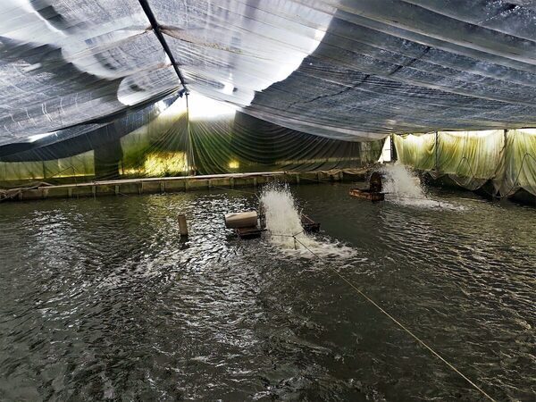 キター！国産うなぎ長蒲焼きや白焼き、肝串……【店舗限定】土用の丑の日焼きたて販売！