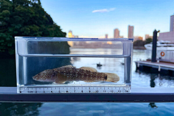 【自由研究を親子の思い出に】ラグジュアリーホテルで干潟と食を学ぶディナー付きワークショップ