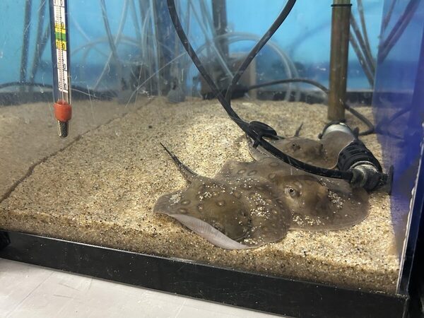 【＋1000円で満足感☆爆アゲ】池袋・サンシャイン水族館は少人数でじっくり楽しめる「探検ガイドツアー」が猛烈におすすめ！