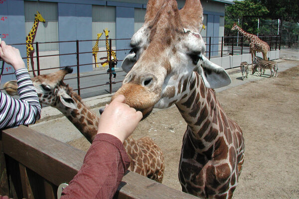 【育旅、どこ行く？】学びと遊びを両立できる親子旅スポットランキング、1位は恐竜のまち「福井県 勝山市」！ 2位以下は…？