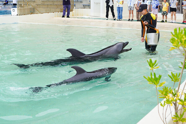 水族館が学校に！ 神戸須磨シーワールドで、海の生きものを学ぶスクールがスタート！【小学生対象】