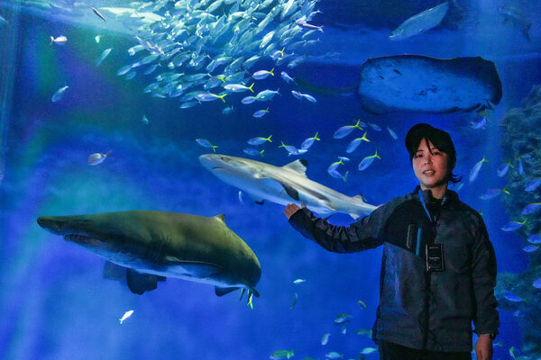 水族館が学校に！ 神戸須磨シーワールドで、海の生きものを学ぶスクールがスタート！【小学生対象】