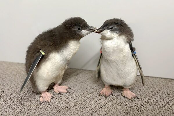 恐竜×クジラ×ペンギン！「AOAO SAPPORO」で“生命の物語”を親子で体感しよう