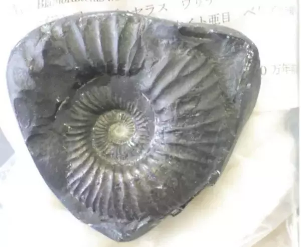 恐竜×クジラ×ペンギン！「AOAO SAPPORO」で“生命の物語”を親子で体感しよう