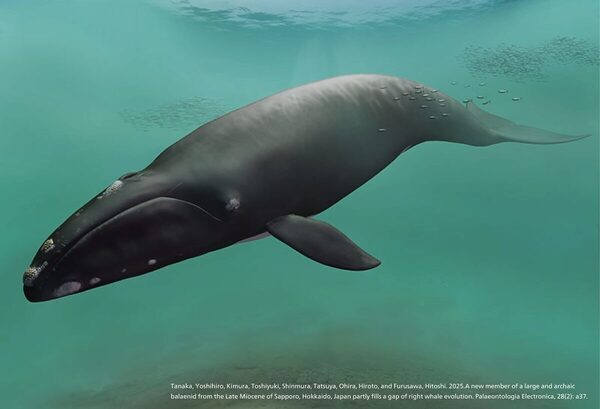 恐竜×クジラ×ペンギン！「AOAO SAPPORO」で“生命の物語”を親子で体感しよう