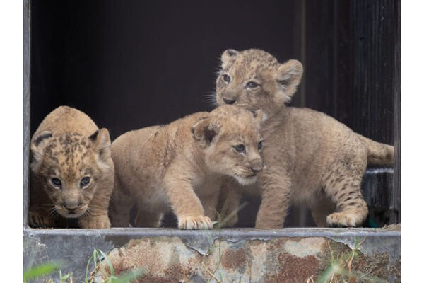 もぐもぐタイムがスペシャル版に！ 赤ちゃんライオン名づけイベントも！ 愛知の「のんほいパーク」でオータムフェスティバル