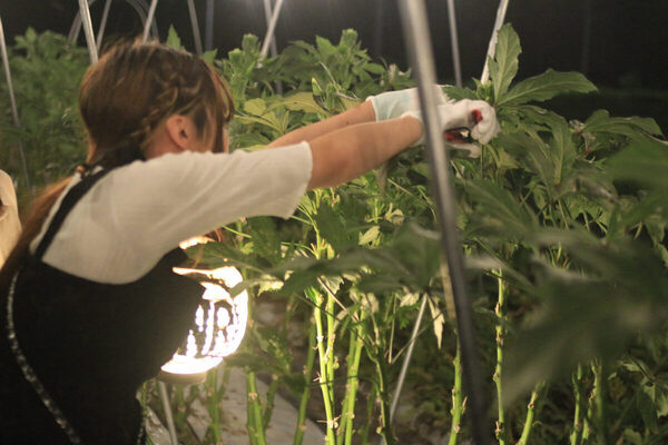 夜の畑で収穫する「ナイトファーム」で宇宙飛行士体験!?「火星体験ナイトファーム」開催