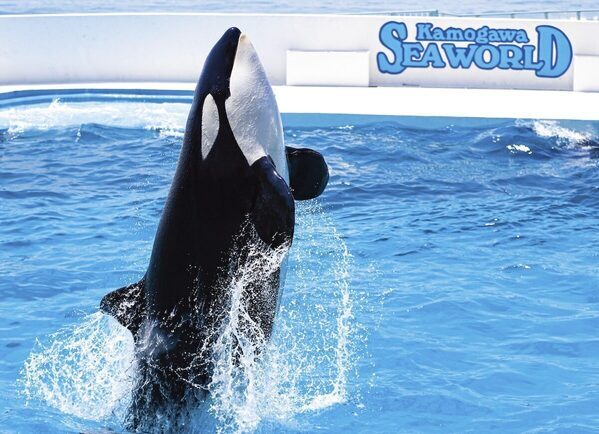 【鴨川シーワールド】11月は家族月間！子育て支援パスポート提示で入館料がお得に＆限定スタンプラリーも開催