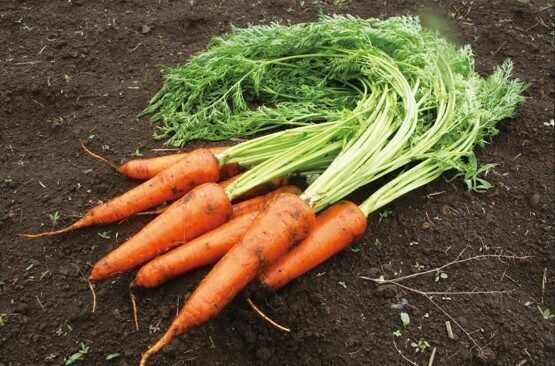 触れて、食べて、循環型社会を親子で学ぼう！ 東京・青山で「コンポストと有機野菜」体験イベントが開催