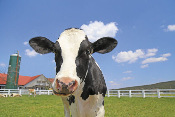 マザー牧場で「茨城県民・埼玉県民感謝ウィーク」11月8日～16日は子どもは入場無料に