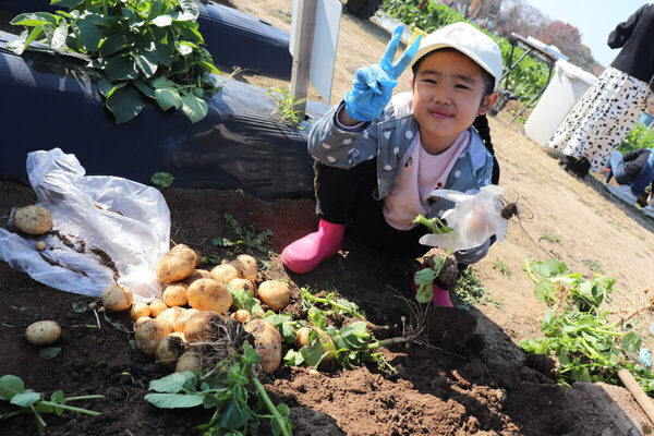 遊園地「むさしの村」で食育体験。じゃがいもを掘ってポテトチップスとじゃがバターを作ろう！