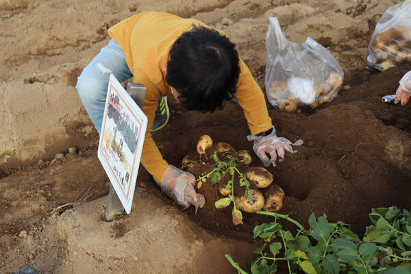 遊園地「むさしの村」で食育体験。じゃがいもを掘ってポテトチップスとじゃがバターを作ろう！