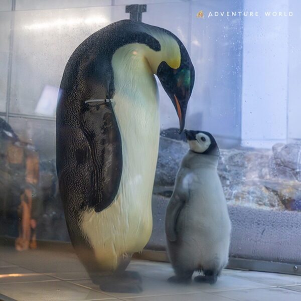 【#夜の動物なにしてる？】真っ暗なサファリを探検！ホワイトタイガー＆ペンギンの赤ちゃんに会える“冬の夜ツアー”開催！