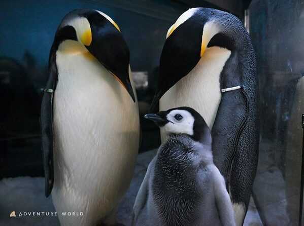 【#夜の動物なにしてる？】真っ暗なサファリを探検！ホワイトタイガー＆ペンギンの赤ちゃんに会える“冬の夜ツアー”開催！