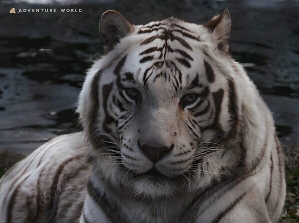 【#夜の動物なにしてる？】真っ暗なサファリを探検！ホワイトタイガー＆ペンギンの赤ちゃんに会える“冬の夜ツアー”開催！