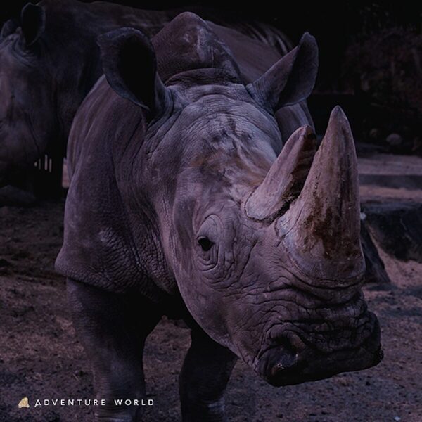 【#夜の動物なにしてる？】真っ暗なサファリを探検！ホワイトタイガー＆ペンギンの赤ちゃんに会える“冬の夜ツアー”開催！