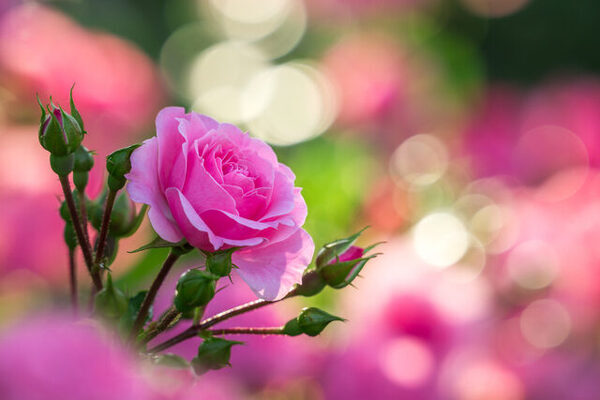 春休みに行きたい！【山形】工場見学＆体験11選｜せんべい焼きやラスク工場も