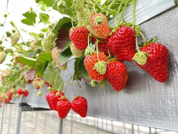 長野の魅力を再発見！　親子で楽しめる工場見学・体験スポット10選【週末のおでかけに】