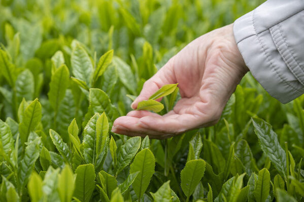 ＜保存版＞子どもと一緒に楽しめる！静岡県の工場見学・体験施設9選