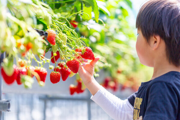 有名お菓子から真珠まで！【三重県】で親子一緒に楽しめる♪工場見学・体験スポット7選《一挙公開》