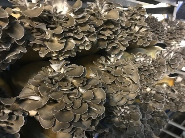 見るだけじゃない！親子でワクワク体験できる福島の工場見学スポット6選