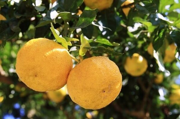 【保存版】高知で楽しめる工場見学・体験施設8選！《エリア別まとめ》