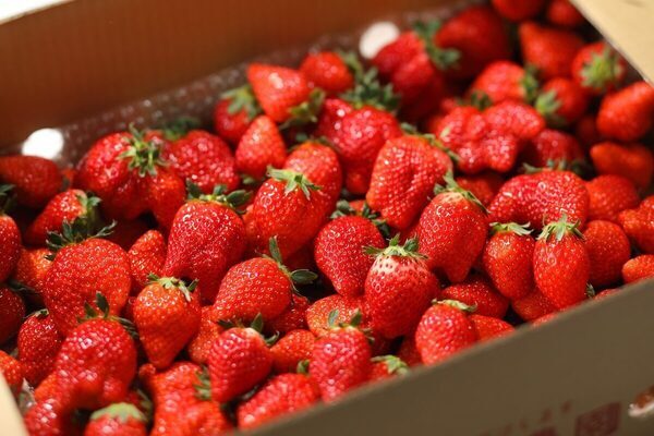 【いちご食べ放題】お口の中が幸せすぎる！ 産地直送ブランドいちごにいちごタルト、いちご大福や特製スイーツを心ゆくまで楽しむプラン