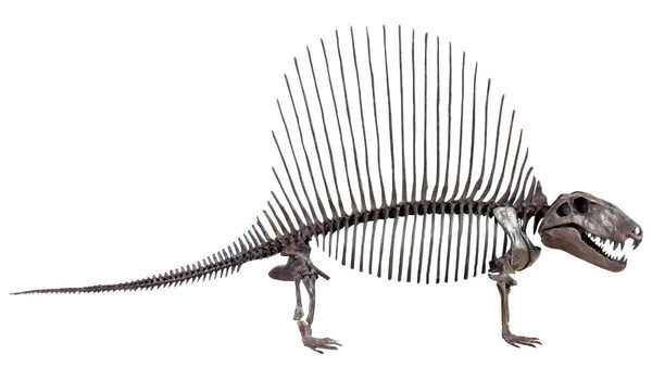 【争奪戦の予感】すみっコぐらしの限定グッズ付きチケットまもなく発売！名古屋市科学館「大絶滅展」が見逃せない