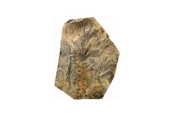 【争奪戦の予感】すみっコぐらしの限定グッズ付きチケットまもなく発売！名古屋市科学館「大絶滅展」が見逃せない