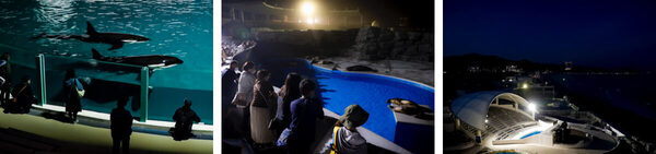 【春休みのお出かけ】子どもが絶対喜ぶ「夜の水族館探検」が最高すぎる。飼育員と巡る裏側見学＆シャチのレストランで忘れられない思い出