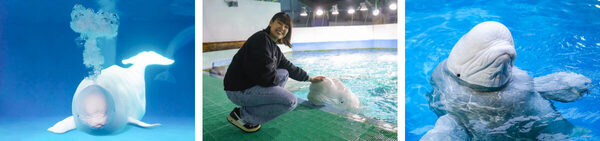 【春休みのお出かけ】子どもが絶対喜ぶ「夜の水族館探検」が最高すぎる。飼育員と巡る裏側見学＆シャチのレストランで忘れられない思い出