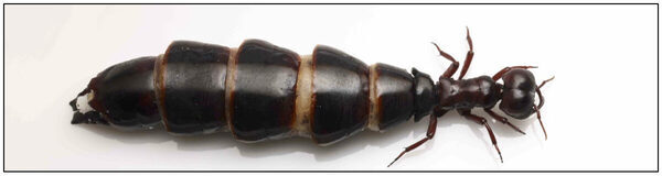 【日本初展示！】伝説の「サスライアリの女王」が科博に降臨！クレイジージャーニー激撮の超危険生物、科学で挑む本気の必殺技を目撃せよ