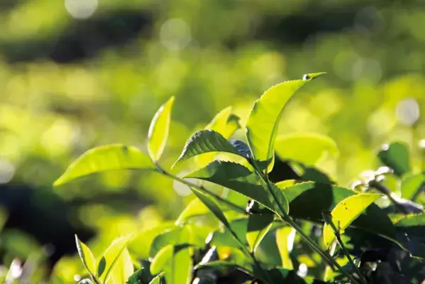 心ほどける“紅茶の香り”に包まれる。ドクターブロナー大人気「アールグレイ」がポンプ付き限定セットで登場！毛穴ケアもこれ1本