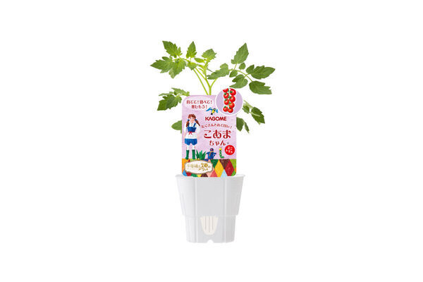 【無料】横浜にトマトの森が出現!? 収穫体験など５つのコンテンツで野菜について学べる