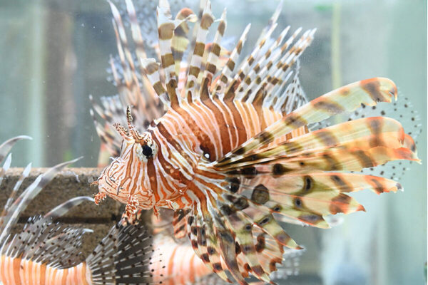 「触れたら危険？」毒を持つ生きもの30種が集結…ニフレルに“禁断ゾーン”誕生！