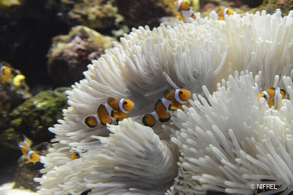 「触れたら危険？」毒を持つ生きもの30種が集結…ニフレルに“禁断ゾーン”誕生！