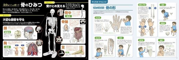 夏の自由研究、これで決まりかも。人体骨格模型を組み立てて内臓の位置まで学べるキット！つくって・はって・動かして学べる学研の新作