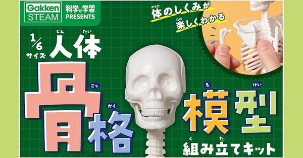 夏の自由研究、これで決まりかも。人体骨格模型を組み立てて内臓の位置まで学べるキット！つくって・はって・動かして学べる学研の新作