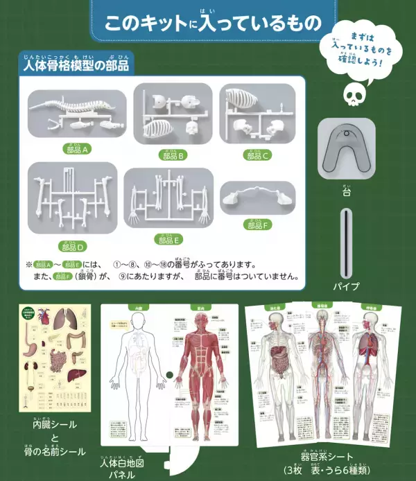 夏の自由研究、これで決まりかも。人体骨格模型を組み立てて内臓の位置まで学べるキット！つくって・はって・動かして学べる学研の新作