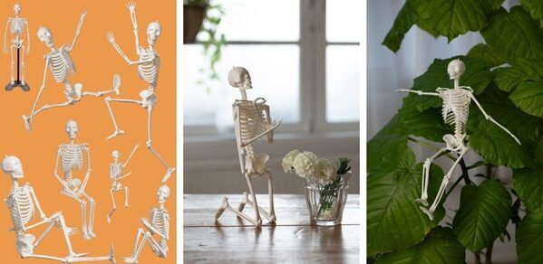 夏の自由研究、これで決まりかも。人体骨格模型を組み立てて内臓の位置まで学べるキット！つくって・はって・動かして学べる学研の新作
