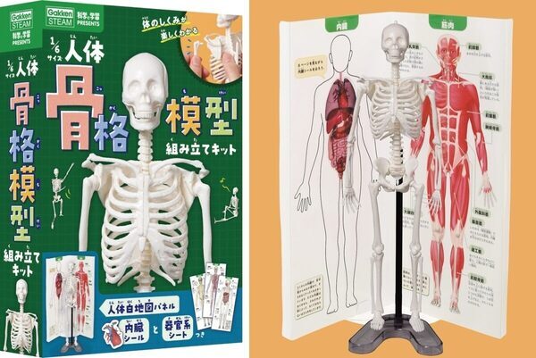 夏の自由研究、これで決まりかも。人体骨格模型を組み立てて内臓の位置まで学べるキット！つくって・はって・動かして学べる学研の新作