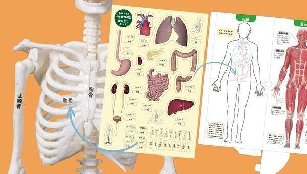 夏の自由研究、これで決まりかも。人体骨格模型を組み立てて内臓の位置まで学べるキット！つくって・はって・動かして学べる学研の新作