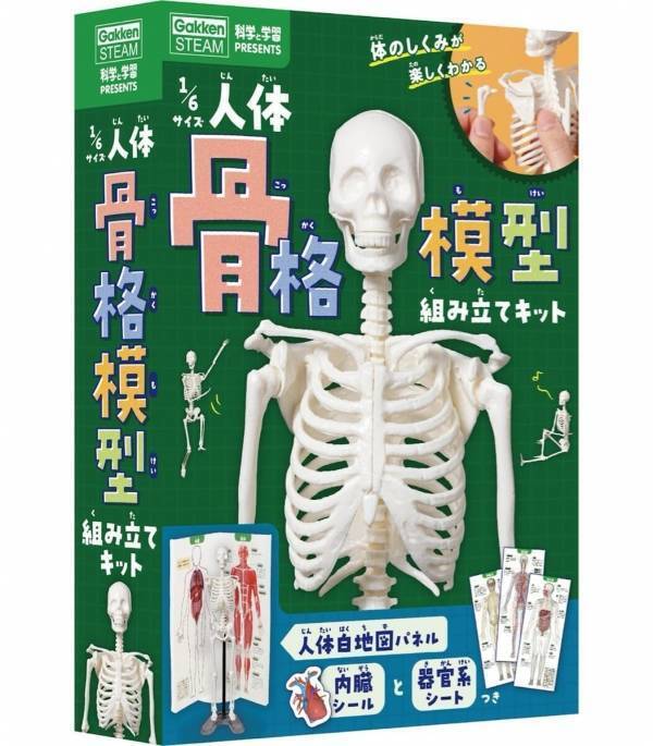 夏の自由研究、これで決まりかも。人体骨格模型を組み立てて内臓の位置まで学べるキット！つくって・はって・動かして学べる学研の新作