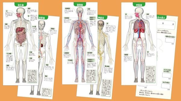 夏の自由研究、これで決まりかも。人体骨格模型を組み立てて内臓の位置まで学べるキット！つくって・はって・動かして学べる学研の新作