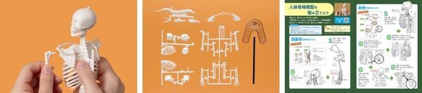 夏の自由研究、これで決まりかも。人体骨格模型を組み立てて内臓の位置まで学べるキット！つくって・はって・動かして学べる学研の新作