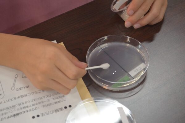 宮城の小5・6年生、夏休みの体験これにしない？微生物ってこんなに面白いの⁉」一ノ蔵の蔵を会場にした31年続くサイエンスイベント